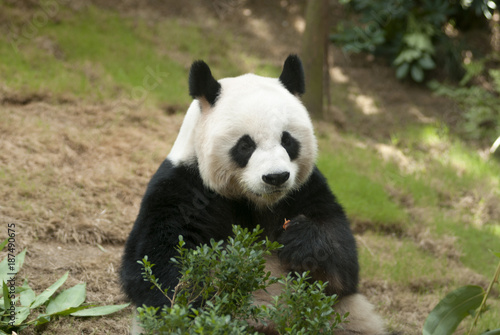 Fototapeta Naklejka Na Ścianę i Meble -  Sleeping giant panda. Giant panda bear in Hong Kong, Ocean Park, main attraction.