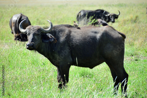 the african buffalo, Tanzania, Africa