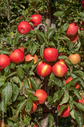 Äpfel Sorte Pinova