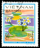 Ukraine - circa 2018: A postage stamp printed in Vietnam shows drawing flower Water snowflake or Nymphoides indicum. Series: Aquatic flowers. Circa 1978.