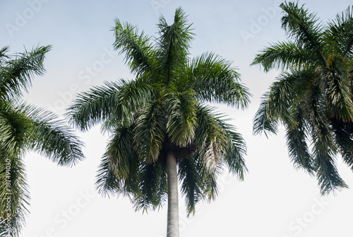 Close-up of tropical palm leavesm in Guatemala