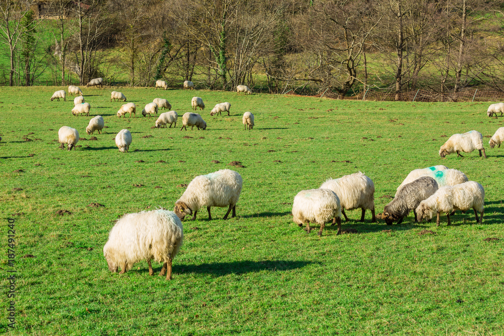 Fototapeta premium Typical Basque landscape between mountains and animals