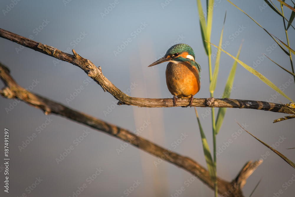 Fototapeta premium Un martin-pêcheur sur son perchoir