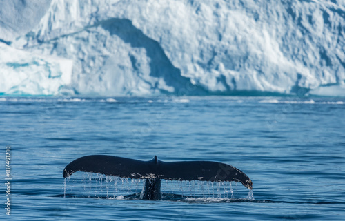 Humpback whales feeding among giant icebergs  Ilulissat  Greenland