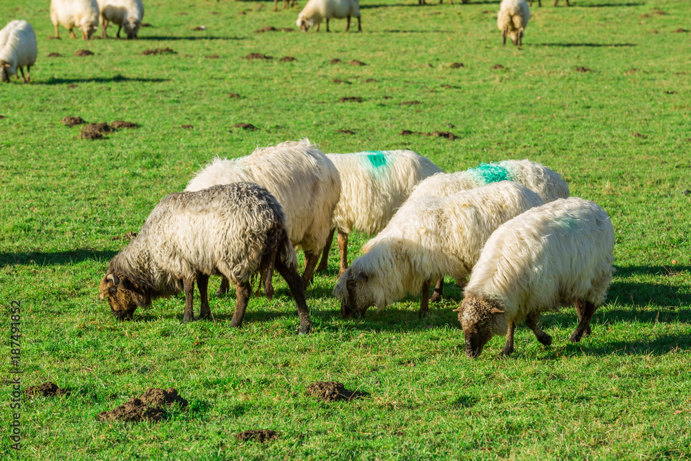 Obraz premium Typical Basque landscape between mountains and animals