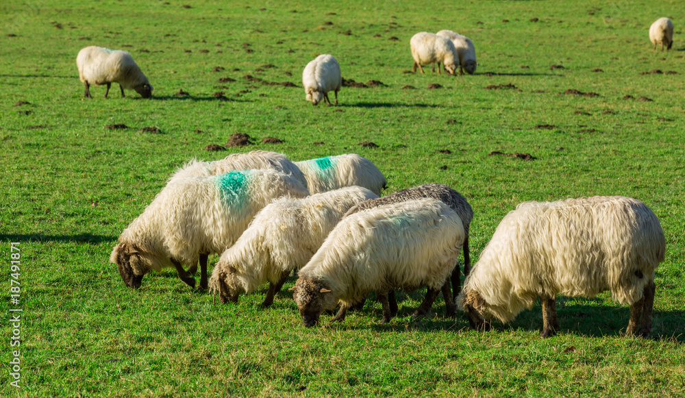 Obraz premium Typical Basque landscape between mountains and animals