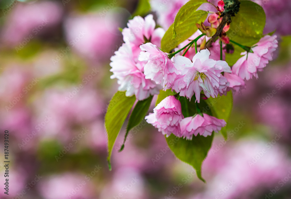 delicate pink flowers of blossomed Japanese cherry trees delicate pink flowers of blossomed Japanese cherry trees