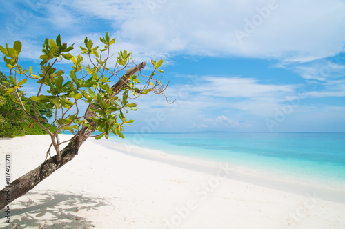 Fototapeta Naklejka Na Ścianę i Meble -  Beautiful clear sea white sand and fresh tree island with blue sky for rest and relax.