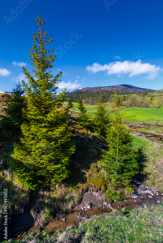 spruce trees near the brook in springtime. lovely countryside scenery in rural area. fresh green grassy fields on hills. deep blue sky with fluffy clouds. mountains with some snow in the distance