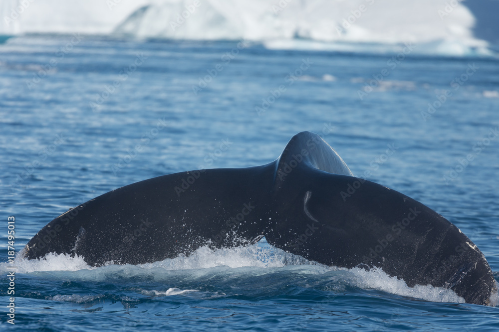 Fototapeta premium Humpback whales feeding among giant icebergs, Ilulissat, Greenland