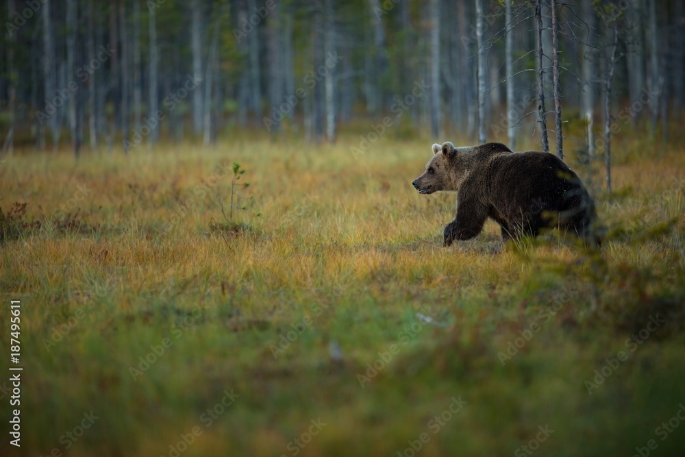 Ursus arctos. The brown bear is the largest predator in Europe. He lives in Europe, Asia and North America. Wildlife of Finland. Photographed in Finland-Karelia. Beautiful picture. From the life of th Ursus arctos. The brown bear is the largest predator in Europe. He lives in Europe, Asia and North America. Wildlife of Finland. Photographed in Finland-Karelia. Beautiful picture. From the life of th