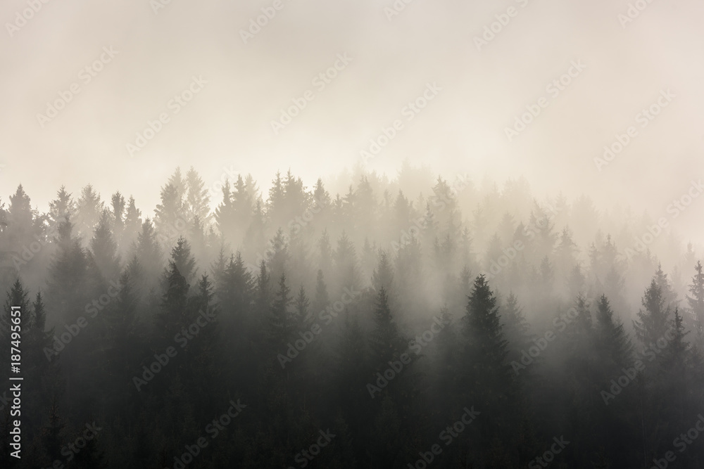 Pine Forests. Misty morning view in wet mountain area.