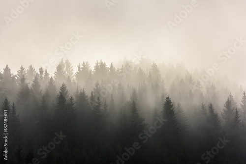  Pine Forests. Misty morning view in wet mountain area.