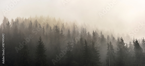  Pine Forests. Misty morning view in wet mountain area. © krstrbrt