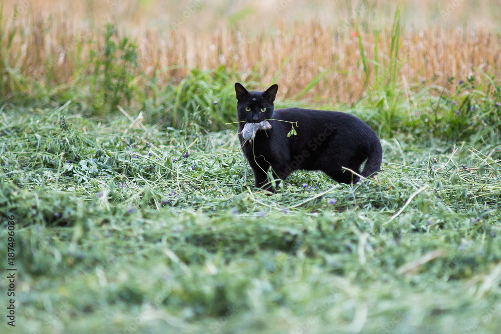 Un chat noir chassant un mulot