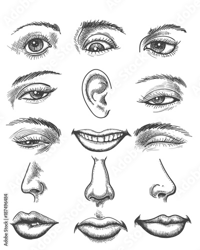 Engraving lips and ear, eye and nose. Vintage sketch human organs like eyeball and kiss or mouth, hand drawn eyes and ears vector illustration
