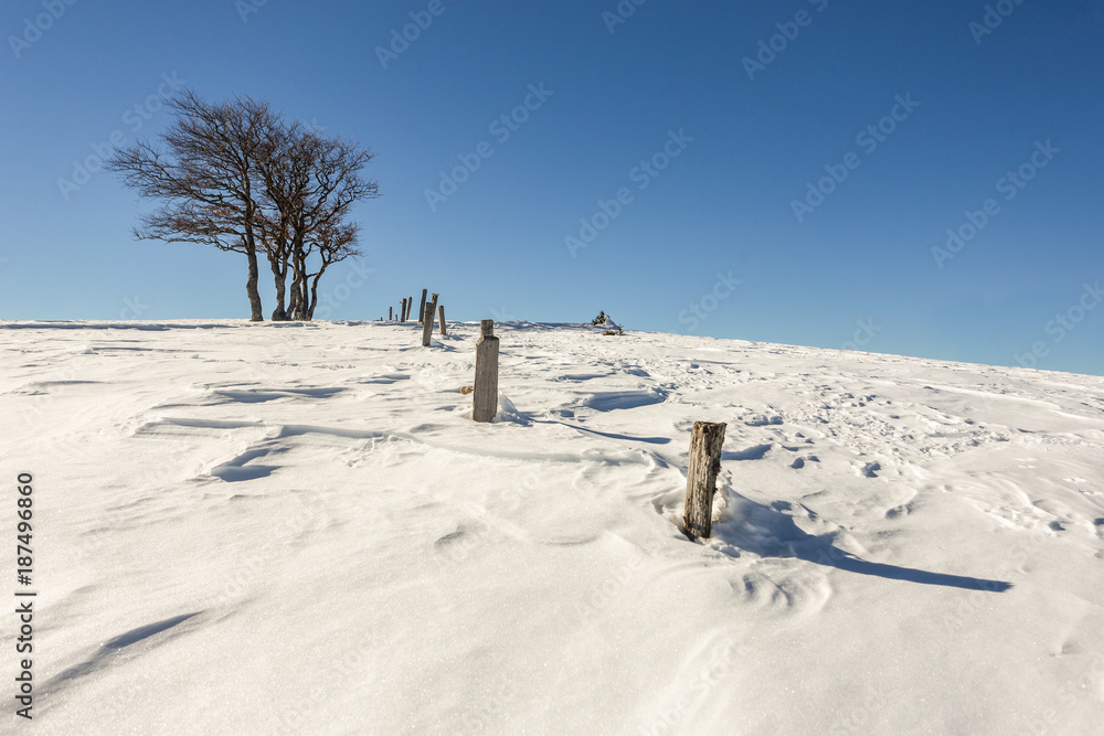 Arbres et poteaux dans la neige
