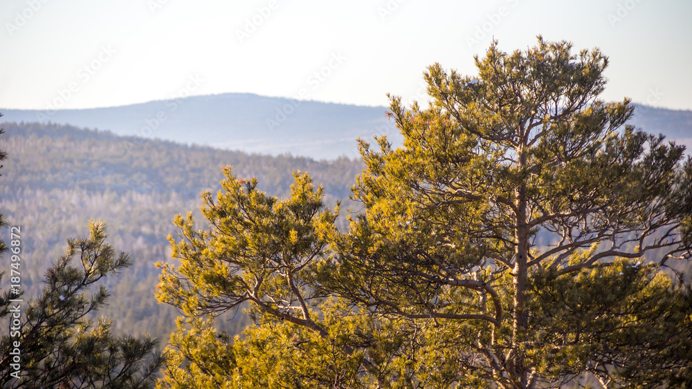 Fototapeta premium Pines in the forest and sunlight. Mountain trees
