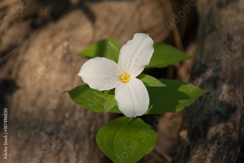 Fototapeta Naklejka Na Ścianę i Meble -  White Trillium Blooming in the Spring