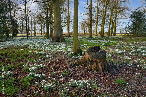 Snowdrop Spectacular in Burton Agnes Hall  England  UK