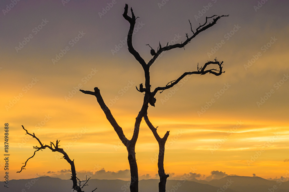 silhouette of dried branch with beautiful sunset background silhouette of dried branch with beautiful sunset background