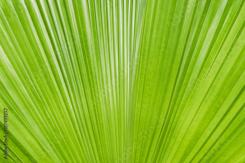 abstract of green leaf texture for background