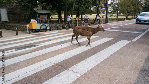 Nara deer crossing road