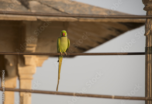 Parrot in India photo