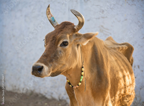 Skinny tan cow with big horns and neckless, Udaipur India