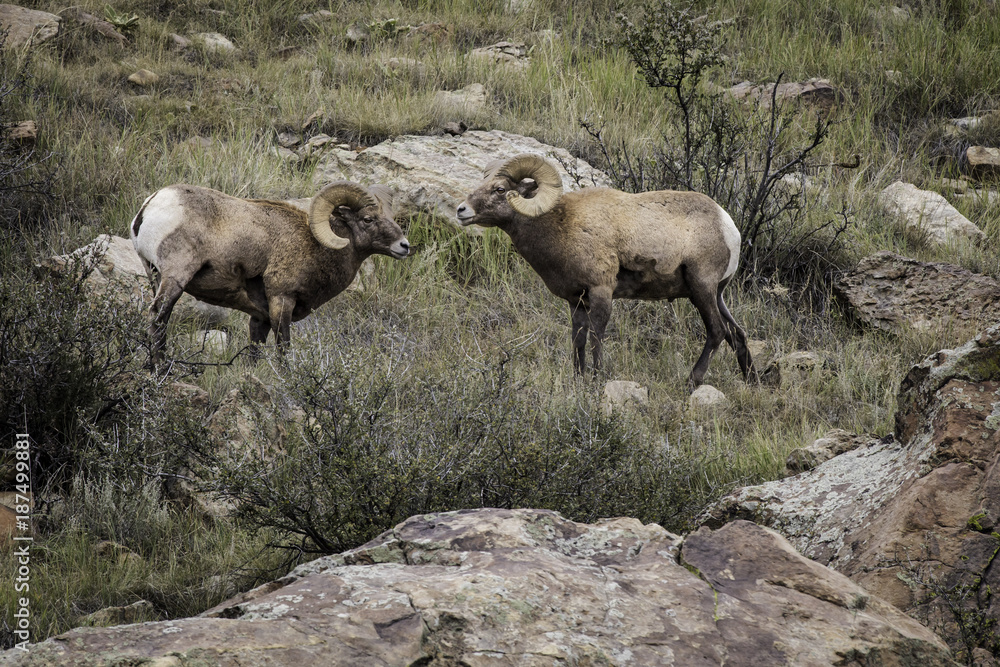 Obraz premium Big Horn Sheep