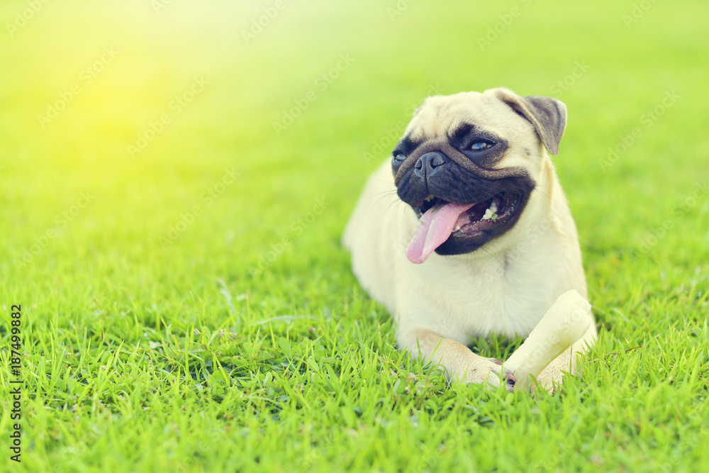 Happy dog Happy dog
