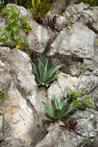Natural stone wall and cactus, magüey, agave in garden of Coban, Alta Verapaz in Guatemala