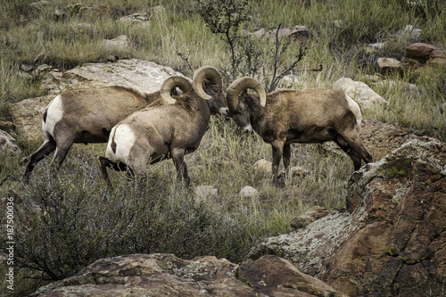 Big Horn Sheep