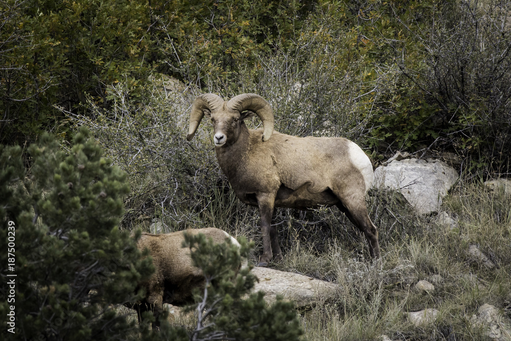 Fototapeta premium Big Horn Sheep