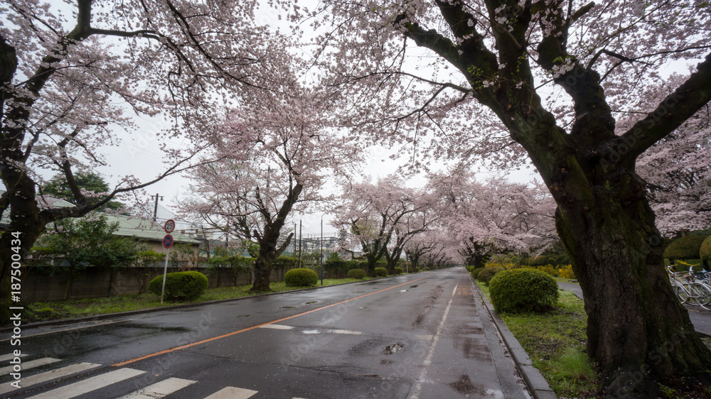 cherry tree covered road after the rain