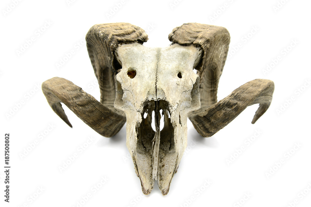 Obraz premium sheep skull on white isolated background