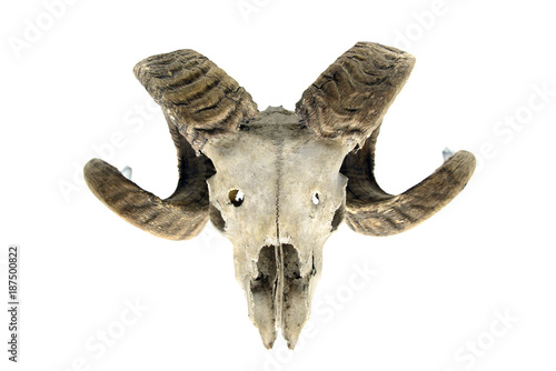 sheep skull on white isolated background