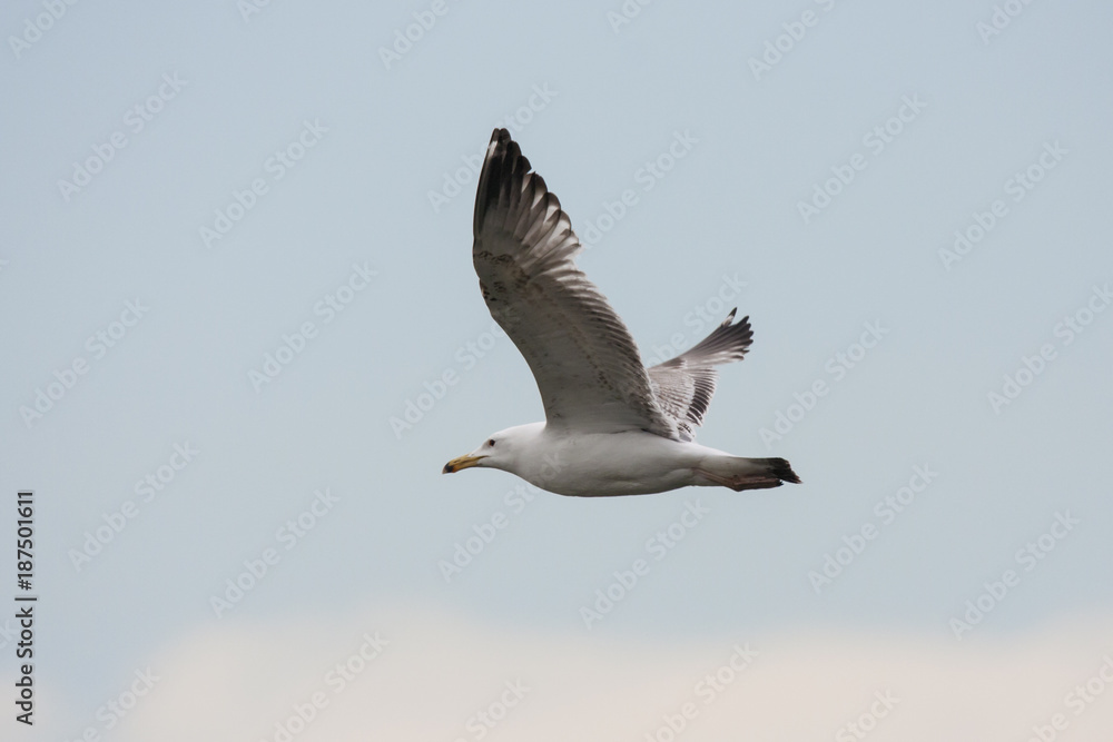 Obraz premium European herring gull flying in sky. Nice common white waterbird. Bird in wildlife.