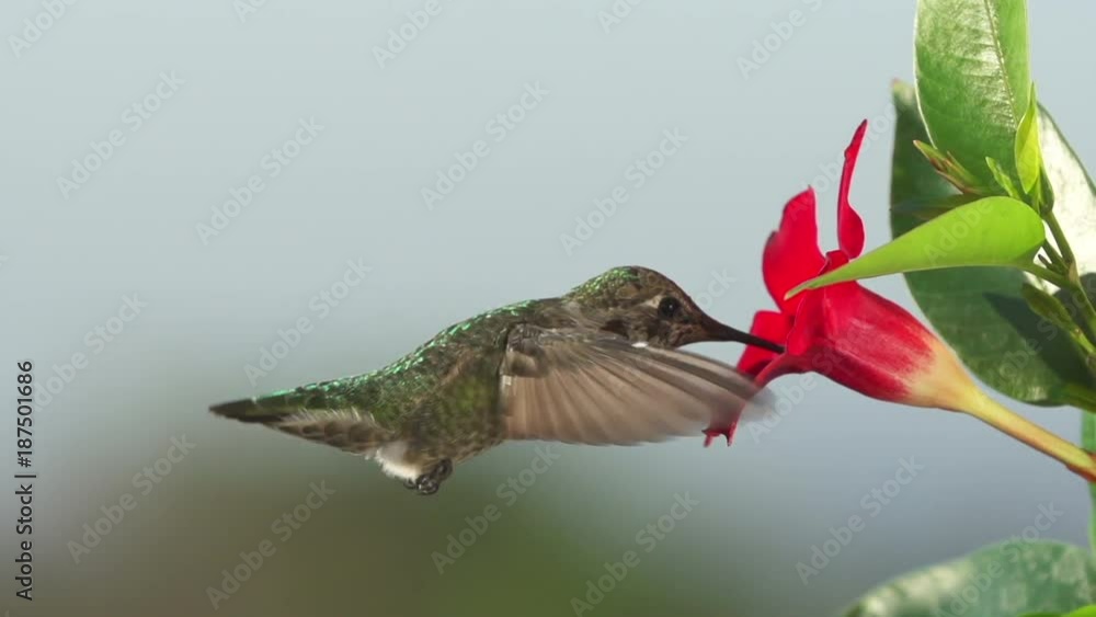 custom made wallpaper toronto digitalHummingbird feeding in slow motion. Shot with a high speed camera.