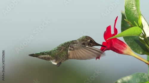 Hummingbird feeding in slow motion. Shot with a high speed camera. photo