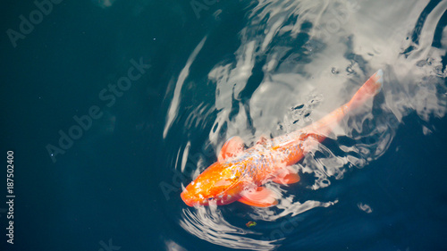 golden koi fish in pond