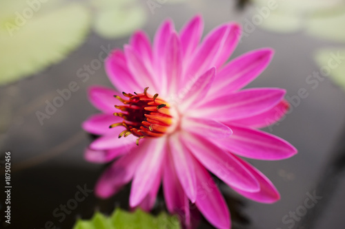 A beautiful pink flower emerging in full bloom.