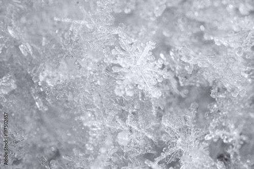 natural snowflakes, crystals © Pawel Horazy