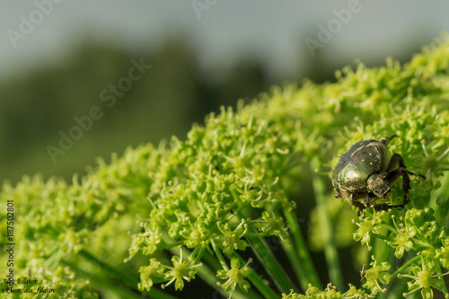 Photography beetle on the plant