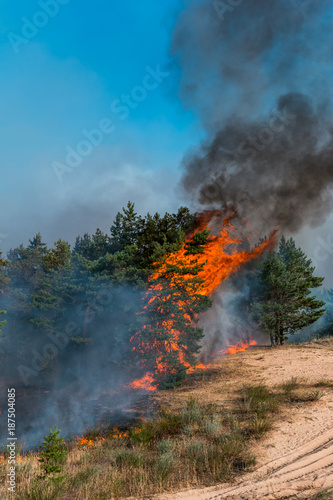 A wildfire burns in a fir and aspen forest. © yelantsevv