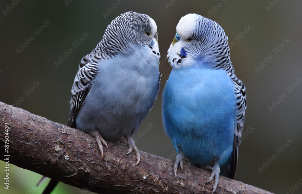 Fototapeta premium Wellensittiche