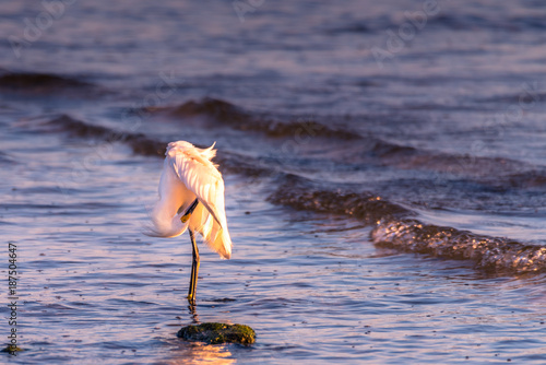 Grooming at Sunset