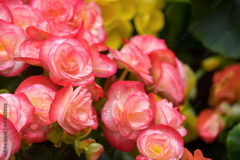 Tableau sur toile Spring scenes of red and pink begonia blooming flowers in the garden with abstra