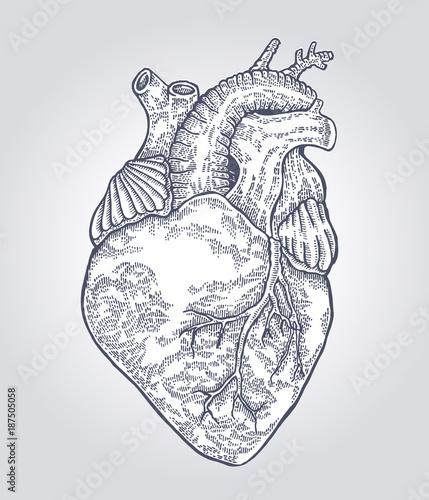 Hand drawn human heart. Vector illustration engraved