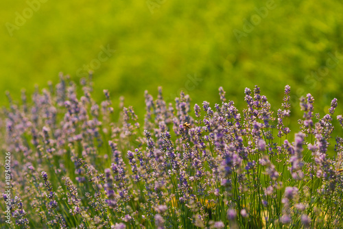 Flowers with violet petals on green grass landscape